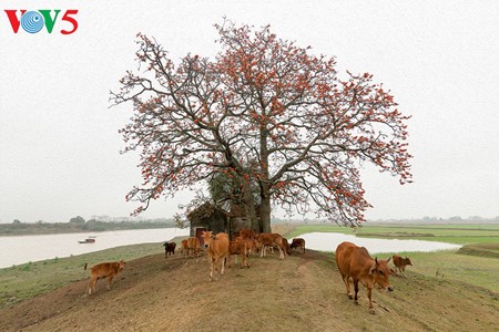 Red silk cotton trees in full bloom in Northwest Vietnam - ảnh 2